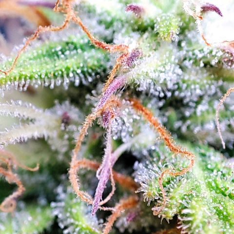 Apple Fritter growlog timeline photo