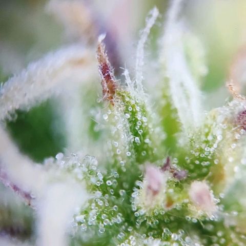 Sweet ZZ growlog timeline photo