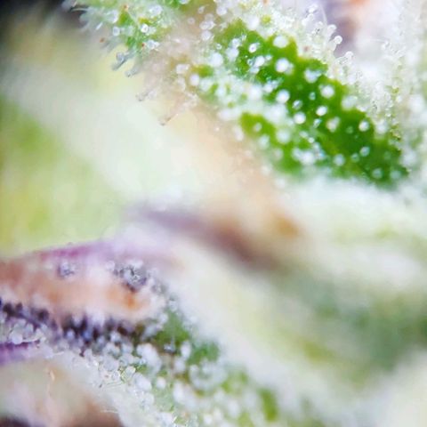 Purple Punch Auto  growlog timeline photo