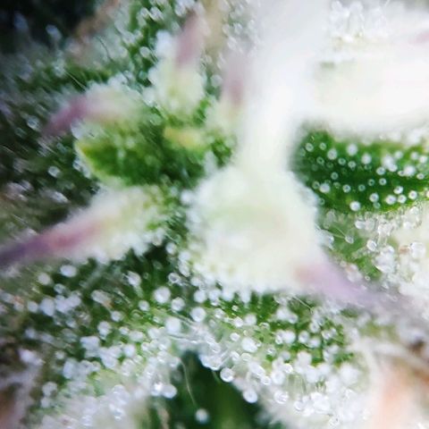 Apple Fritter growlog timeline photo