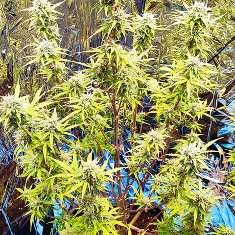 Apple Fritter growlog timeline photo