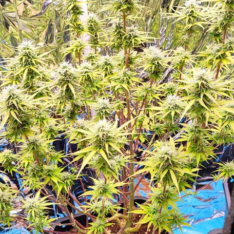 Sweet ZZ growlog timeline photo