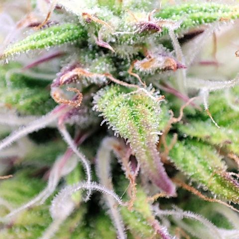 Sweet ZZ growlog timeline photo
