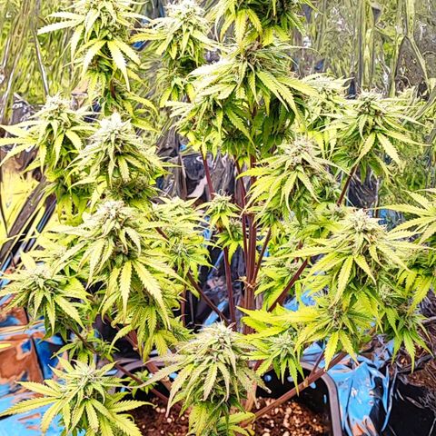 Purple Punch Auto  growlog timeline photo