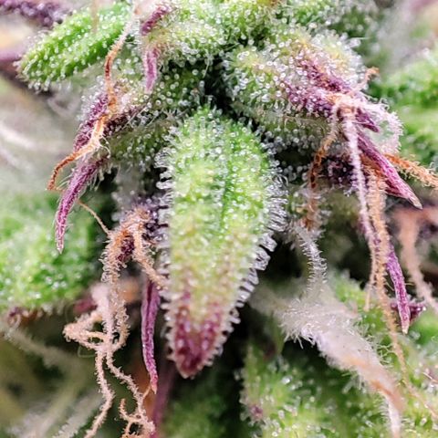 Purple Punch Auto  growlog timeline photo