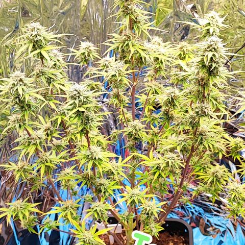 Apple Fritter growlog timeline photo