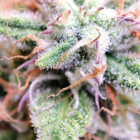 Apple Fritter growlog timeline photo