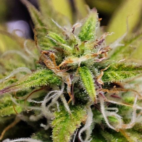 Sweet ZZ growlog timeline photo