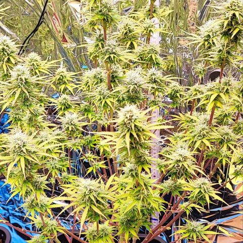 Sweet ZZ growlog timeline photo