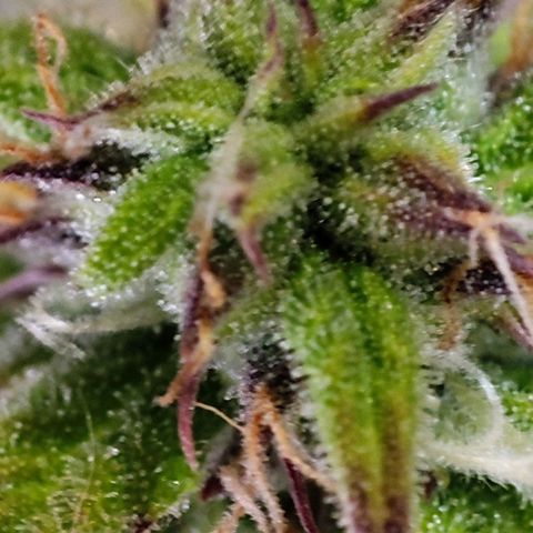 Purple Punch Auto  growlog timeline photo