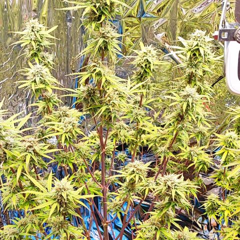 Apple Fritter growlog timeline photo