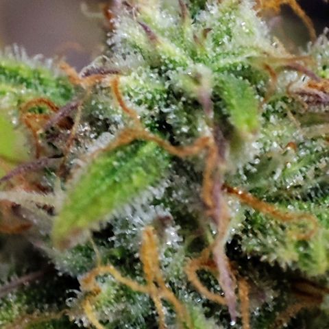 Apple Fritter growlog timeline photo