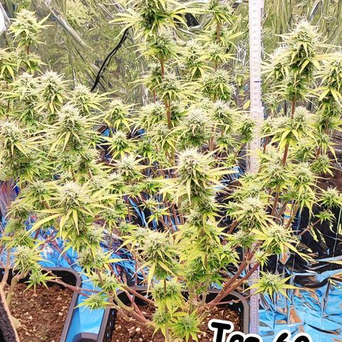 Sweet ZZ growlog timeline photo