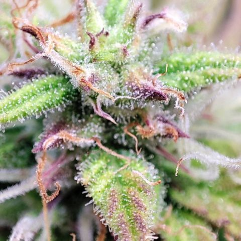 Sweet ZZ growlog timeline photo