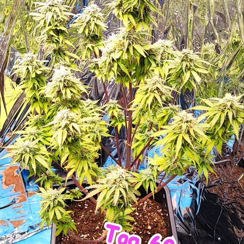 Purple Punch Auto  growlog timeline photo