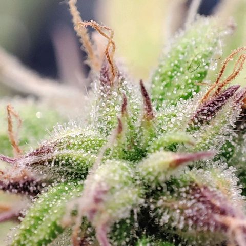 Purple Punch Auto  growlog timeline photo