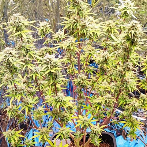 Apple Fritter growlog timeline photo