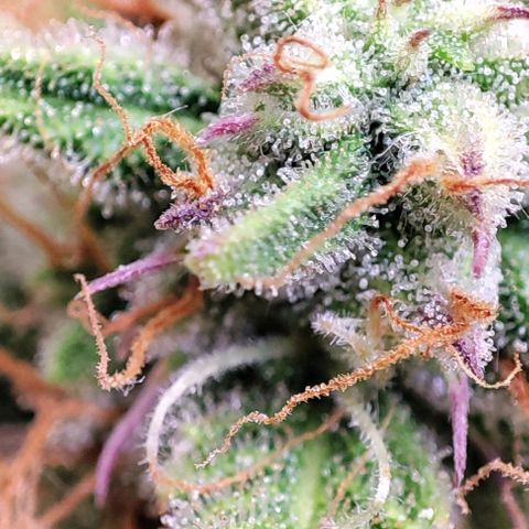 Apple Fritter growlog timeline photo