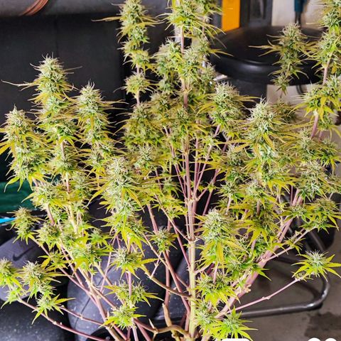 Sweet ZZ growlog timeline photo