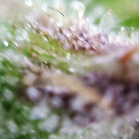 Sweet ZZ growlog timeline photo