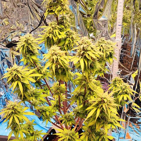 Purple Punch Auto  growlog timeline photo