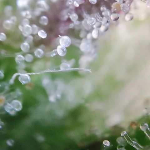 Purple Punch Auto  growlog timeline photo