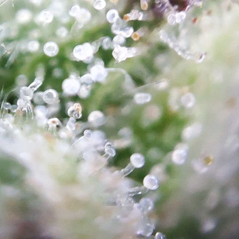 Apple Fritter growlog timeline photo