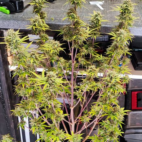 Apple Fritter growlog timeline photo