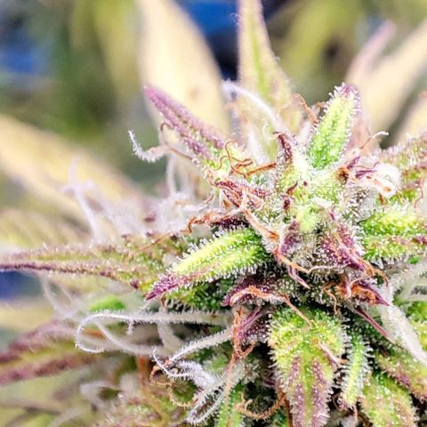 Sweet ZZ growlog timeline photo