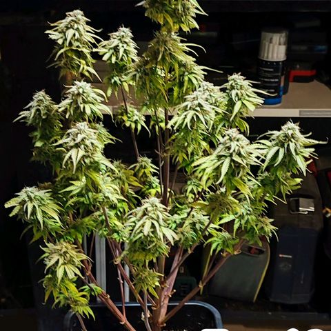 Purple Punch Auto  growlog timeline photo