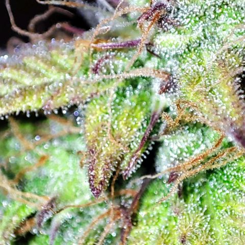 Purple Punch Auto  growlog timeline photo