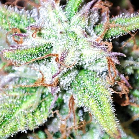 Apple Fritter growlog timeline photo