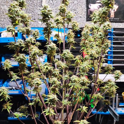 Apple Fritter growlog timeline photo