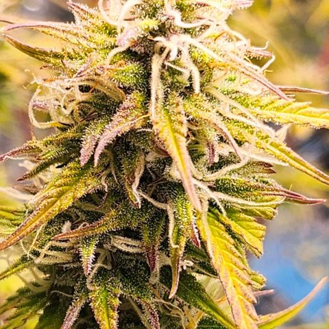 Sweet ZZ growlog timeline photo