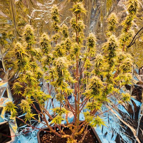 Sweet ZZ growlog timeline photo