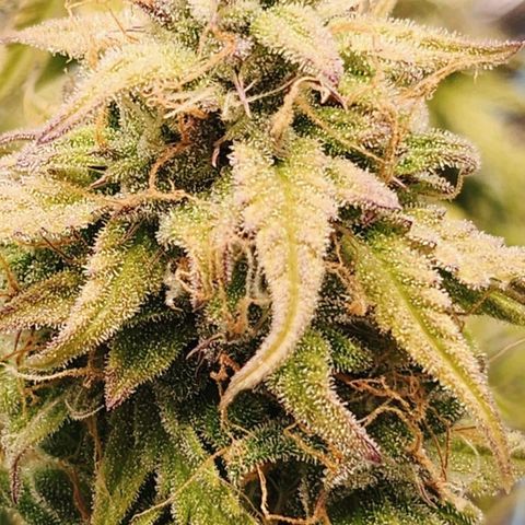 Purple Punch Auto  growlog timeline photo