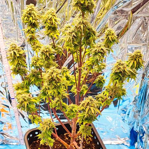 Purple Punch Auto  growlog timeline photo