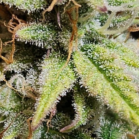 Apple Fritter growlog timeline photo