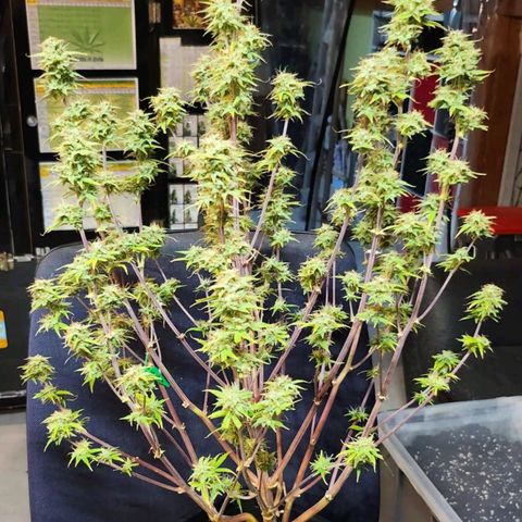 Apple Fritter growlog timeline photo