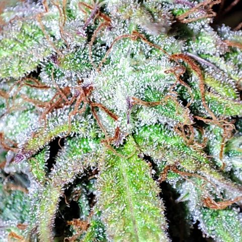 Apple Fritter growlog timeline photo