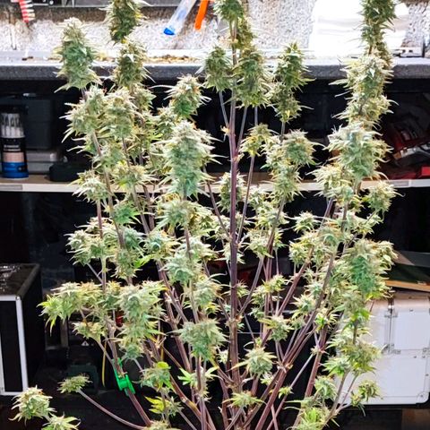 Apple Fritter growlog timeline photo