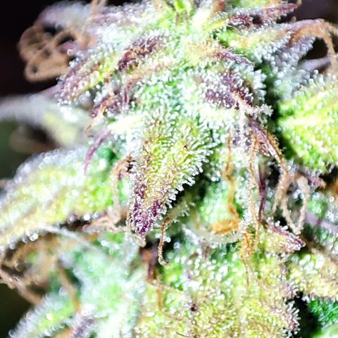 Purple Punch Auto  growlog timeline photo