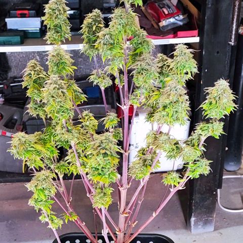 Purple Punch Auto  growlog timeline photo