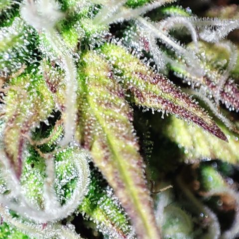 Sweet ZZ growlog timeline photo