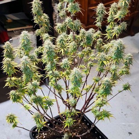 Sweet ZZ growlog timeline photo