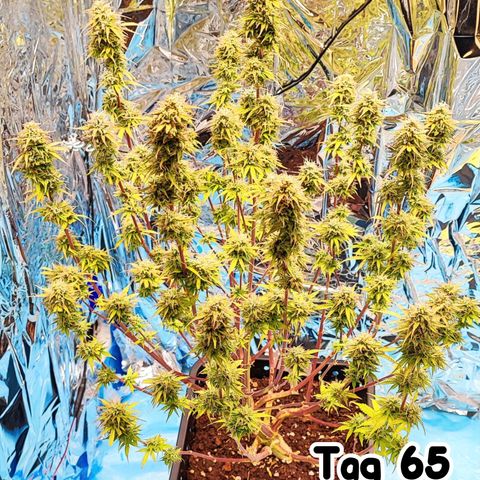 Sweet ZZ growlog timeline photo