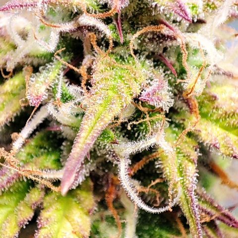 Sweet ZZ growlog timeline photo