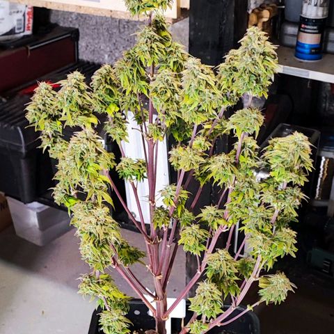 Purple Punch Auto  growlog timeline photo