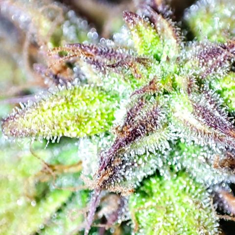 Purple Punch Auto  growlog timeline photo