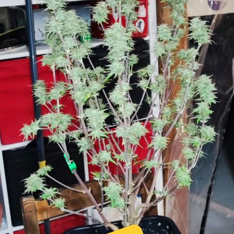 Apple Fritter growlog timeline photo